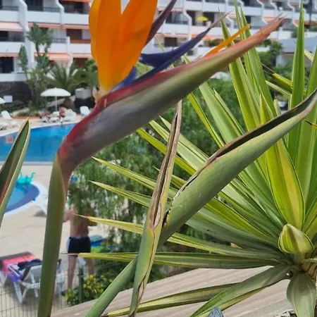 Parque Santiago I Stunning Brand New 2 Bedroom Playa De Américas *